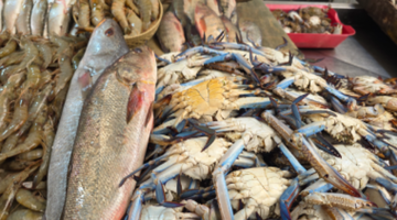 تغيرات الثلاثاء أسعار البلطي والأسماك بكفر الشيخ 18 فبراير